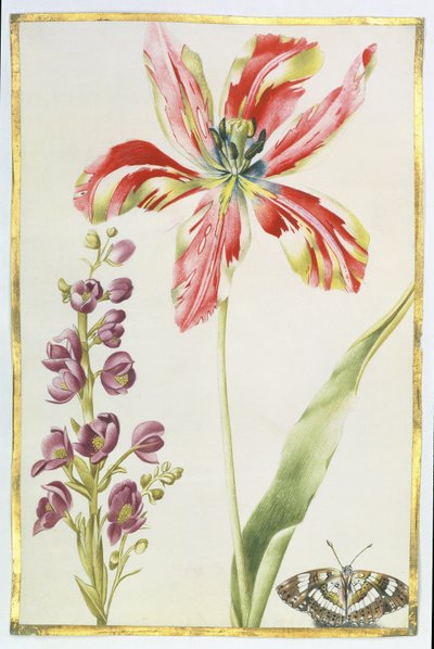 Tulipán, alhelíes y mariposa, c.1675 (gouache sobre vitela) de Nicolas Robert